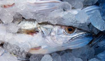 Recupero e ripristino del servizio produzione ghiaccio per mercato ittico